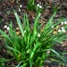 Spring snowflake (plant) thumbnail
