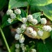 Palo de Chile (plant) thumbnail