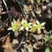 Lady fingers = Fingertips (flower) thumbnail
