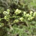 Narrowleaf bedstraw (flower) thumbnail