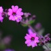 Wishbone Bush (flower) thumbnail