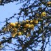 Sweet Acacia = Needle Bush (flower) thumbnail