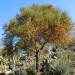 Sweet Acacia = Needle Bush (plant) thumbnail