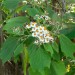 Daisy tree thumbnail