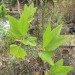 California sycamore thumbnail