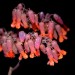 Pig's ear (flower) thumbnail