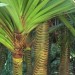 Common screwpine (plant) thumbnail