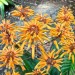 Dwala aloe (flower) thumbnail