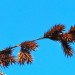Restio (flower) thumbnail