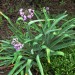 Society garlic (plant) thumbnail