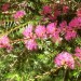 Violet honey myrtle thumbnail