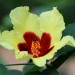 Taiwan cotton-rose thumbnail