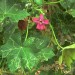 Island mallow thumbnail