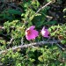 Rosa minutifolia	 thumbnail