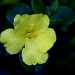 Rough Guinea Flower thumbnail