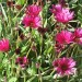 African daisy (flower) thumbnail