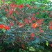 Erythrina mexicana	 thumbnail