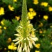 Aloe thumbnail