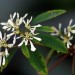 Euphorbia leucocephala thumbnail