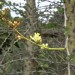 Boojum tree thumbnail