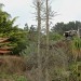 Boojum tree thumbnail