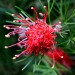 Grevillea thumbnail