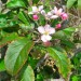 Apple thumbnail