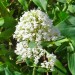 Jupiter's beard - white thumbnail