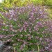 Basil 'African Blue' - perennial thumbnail