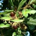 Quercus suber	 thumbnail