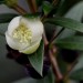 Compact Myrtle thumbnail