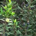 Compact Myrtle thumbnail