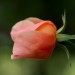 China rose thumbnail