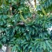 Schefflera sp.	 thumbnail