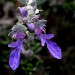 Bush germander thumbnail