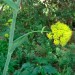 Giant fennel thumbnail