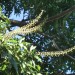 Schefflera sp. thumbnail