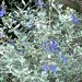 Bush germander thumbnail