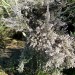 Erica canaliculata 'Rosea'	 thumbnail