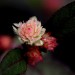 Joyweed thumbnail
