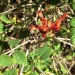Ruttya fruiticosa	 thumbnail