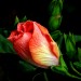 Hibiscus Gypsy Music thumbnail