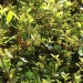 Southern live oak thumbnail