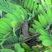 Zamia furfuracea (cone) thumbnail