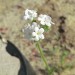 Pacific popcornflower thumbnail