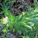 Cantua quercifolia	 thumbnail