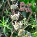 Black Sage thumbnail
