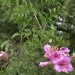 Pink trumpet vine thumbnail