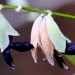 silver-leaf sage (flower) thumbnail