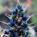 Sapphire tower (flower) thumbnail